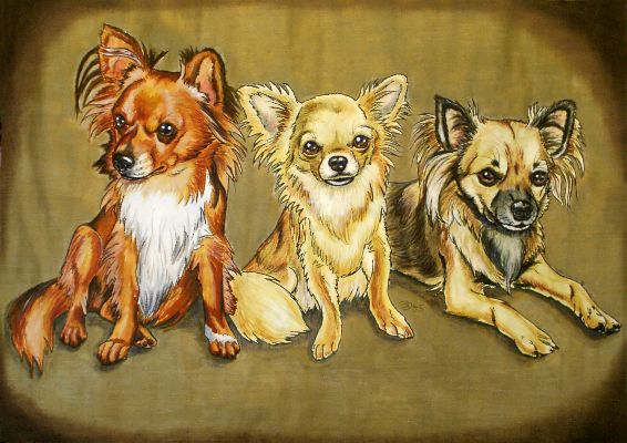 Drei Chihuahuas: Joshua, Wiona, Etienne