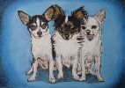 Drei kleine Chihuahuas