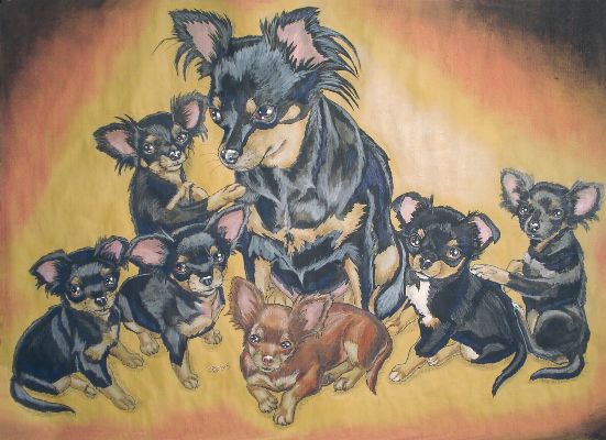 Six Chihuahuas