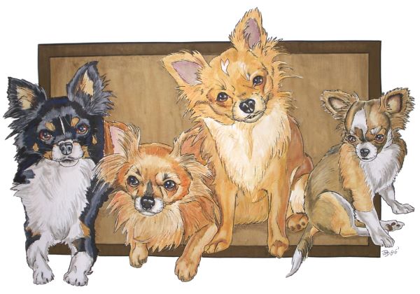 4 Chihuahuas